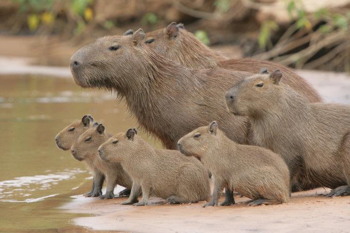 What Animals Live In The Amazon Rainforest?