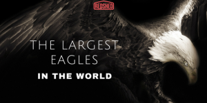 Largest Eagles in the World