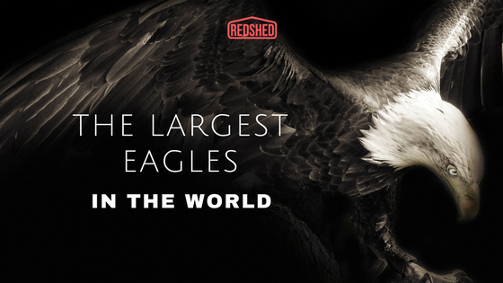 Largest Eagles in the World
