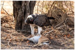 The Largest Eagles in the World