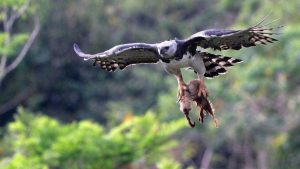 The Largest Eagles in the World