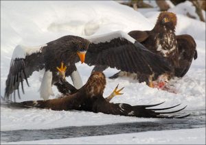 The Largest Eagles in the World