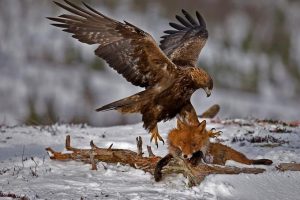 The Largest Eagles in the World