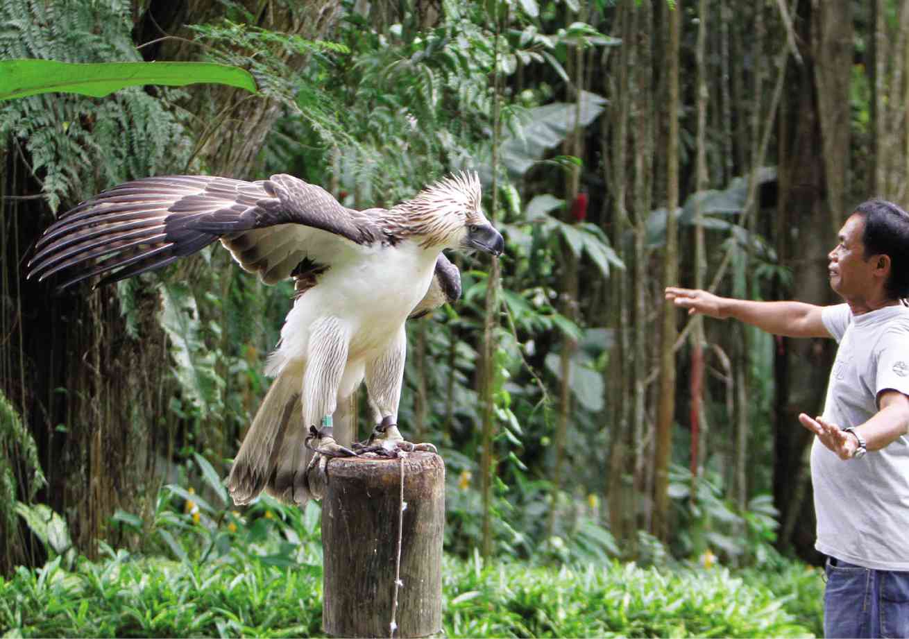 Largest Eagles in the World - RedShed