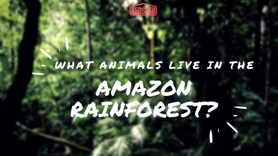 What Animals Live In The Amazon Rainforest?