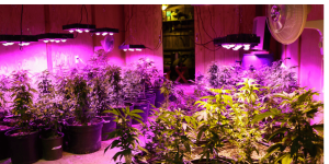 The 6 Best LED Grow Lights of 2018