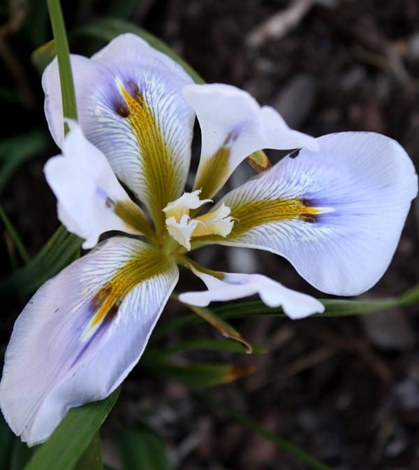 Iris-unguicularis-Butt-Not_s-63411_i-6720_y-2014