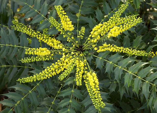 Mahonia Japonica