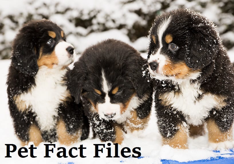 pet fact files