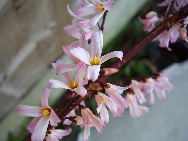 abeliophyllum_distichum