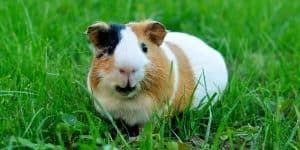 pet guinea pig