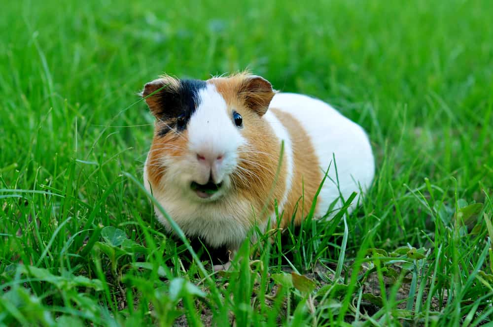 Guinea Pig Facts - A Family Friendly Pet