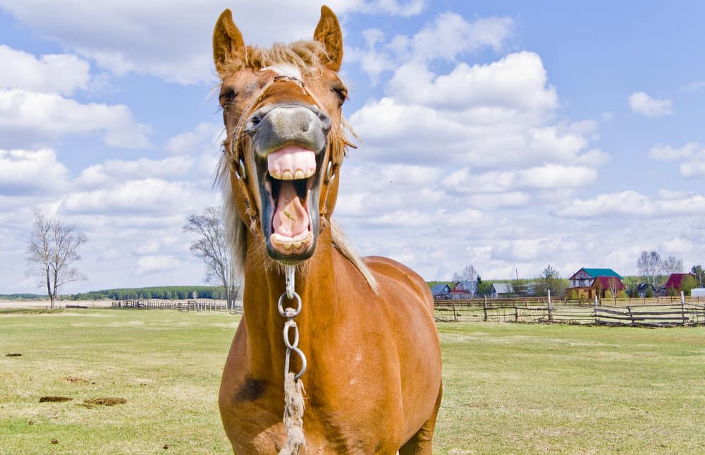 Horse Facts: A Friendly Neigh-bour