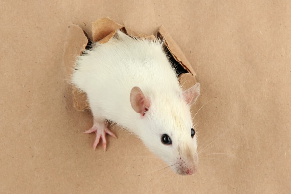 keeping a pet rat