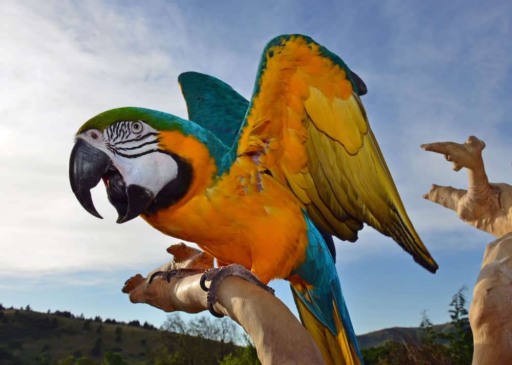 caring for a parrot