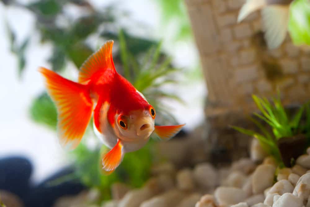 feeding a goldfish