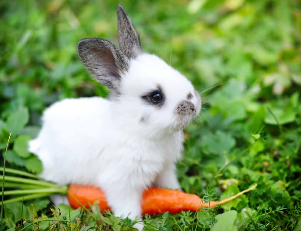 owning a pet rabbit