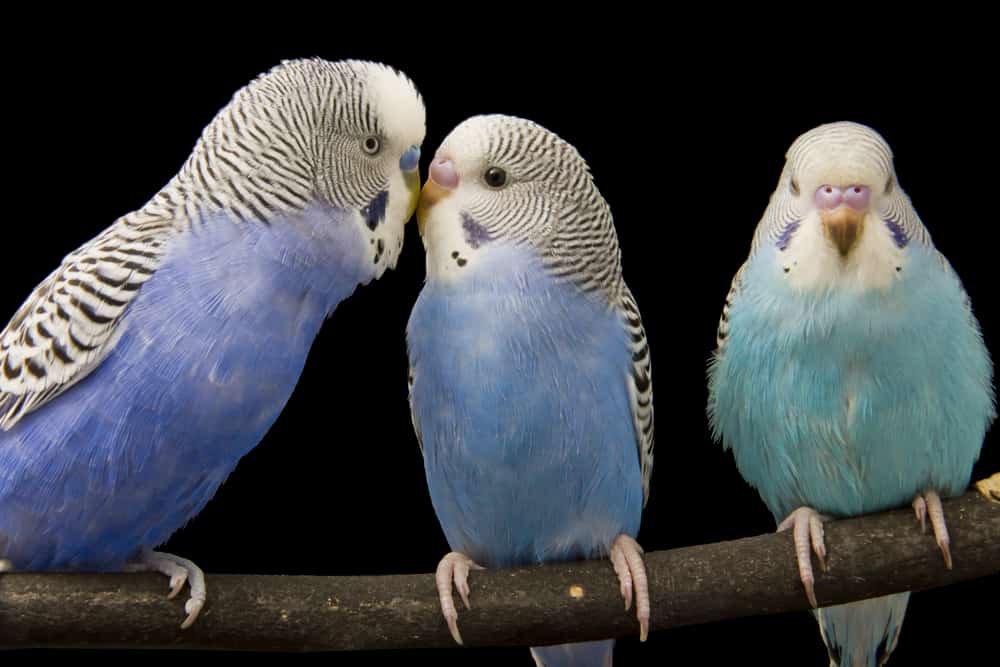 facts about budgies
