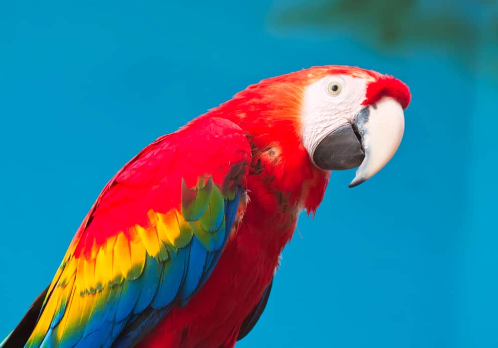 pet parrot facts