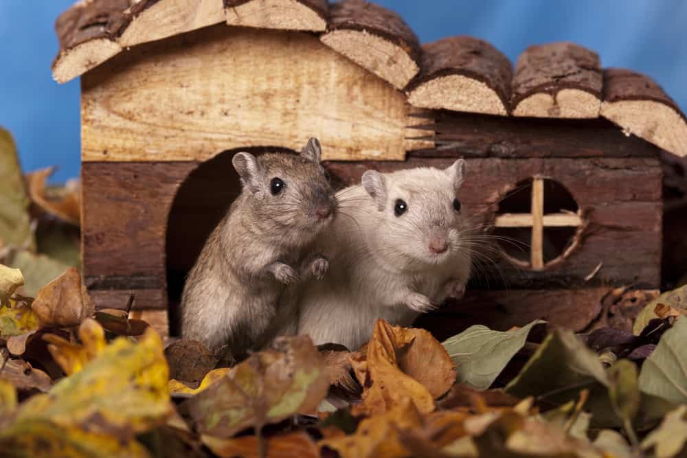 pet gerbils