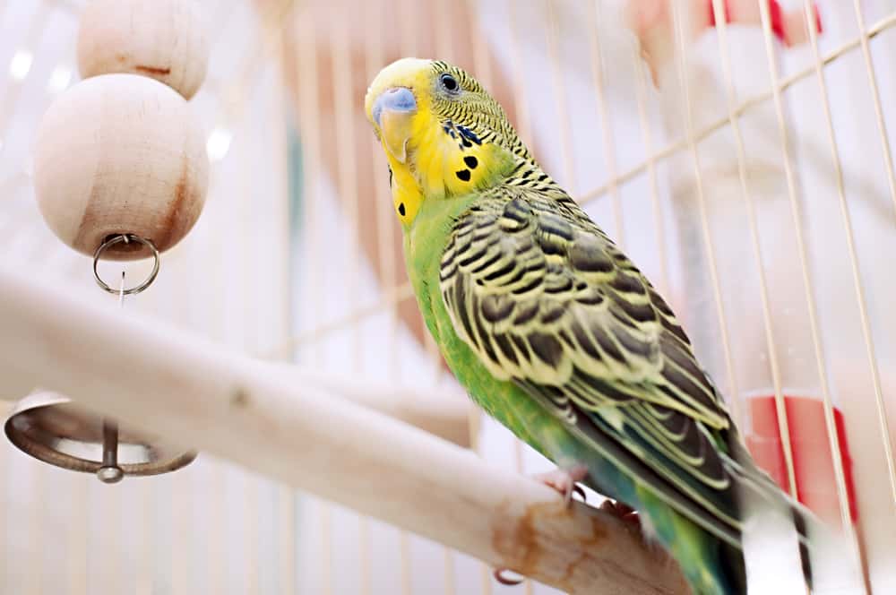 facts about budgies