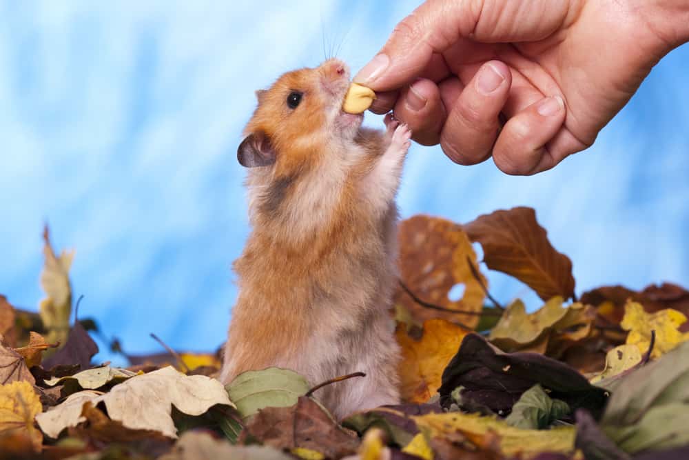 Hamster Facts: The Nocturnal Rodent